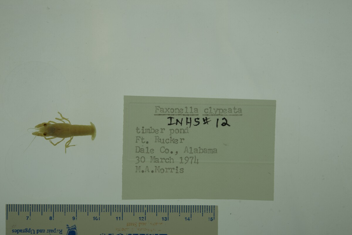 Faxonella clypeata image